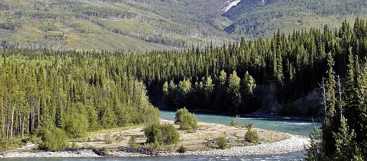 The Yukon River with mountain peaks and pines