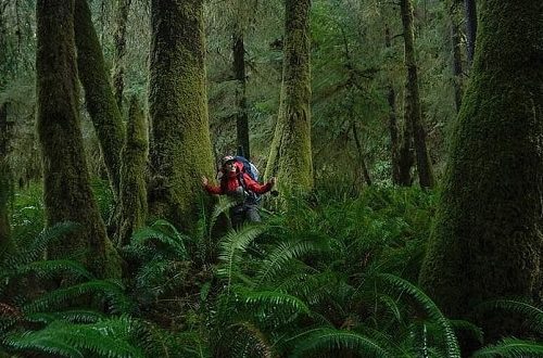 Photo by Jennah Stillman. Women in the midst of a lush, green forest