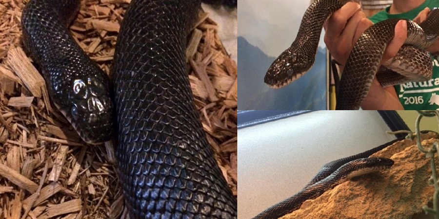 Black snake images from Western North Carolina Nature Center 