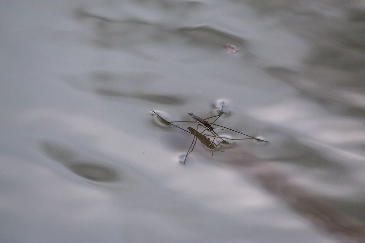 Water Strider gliding on top of clear water