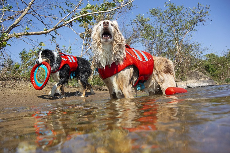 Two dogs wearing Ruff Wear water vests and playing Frisbee 