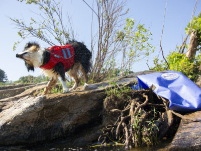 Dog shaking off water next to a Team Watershed Drybag