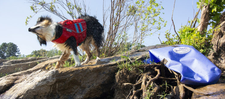 Dog shaking off water next to a Team Watershed Drybag