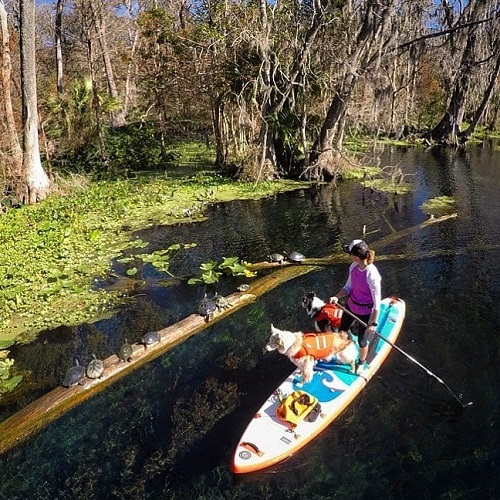 Women and two dogs on a SUP board paddling past a group of turtles on a log 