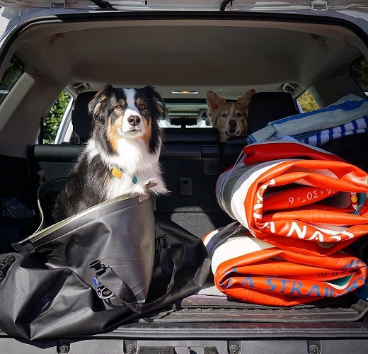 Dog in a Watershed Drybag in the back of a car