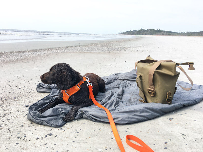 camping with dogs